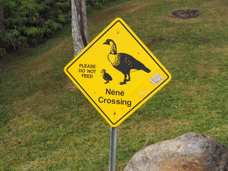 Nene Crossing sign in Kauai Hawaii